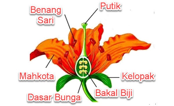 Detail Kepala Sari Bunga Nomer 23