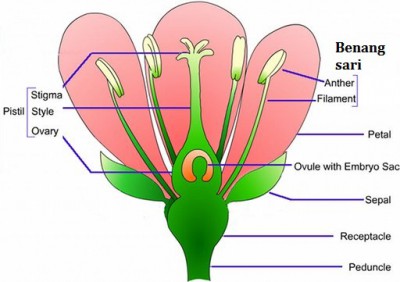 Detail Kepala Sari Bunga Nomer 30