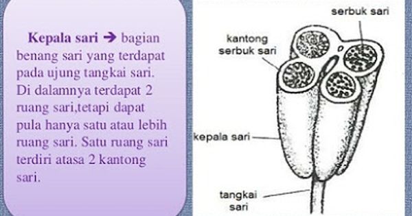 Detail Kepala Sari Bunga Nomer 52