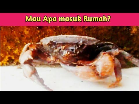 Detail Kepiting Masuk Rumah Nomer 19