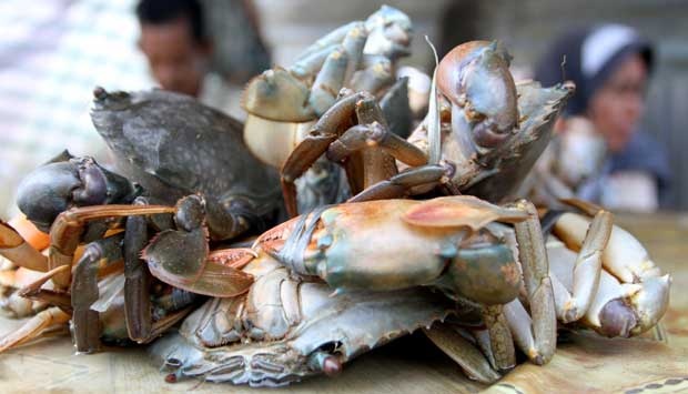 Detail Kepiting Masuk Rumah Nomer 29