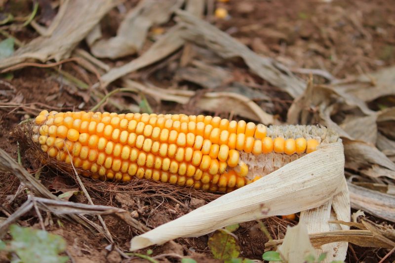 Detail Kerajinan Dari Serat Buah Nomer 34