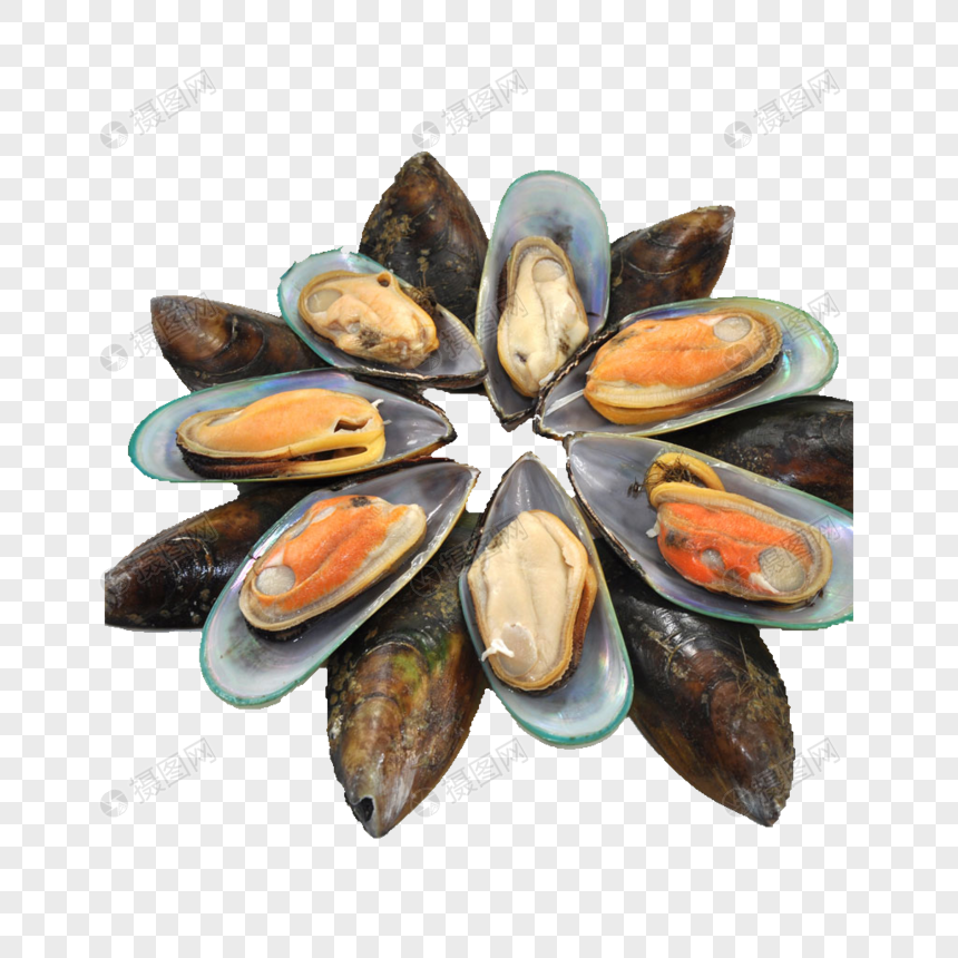 Detail kerang hijau png koleksi nomer 11