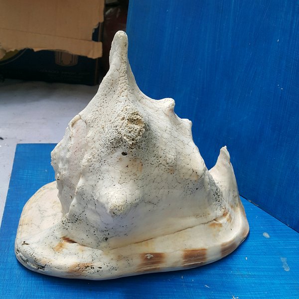 Detail Kerang Laut Besar Nomer 25