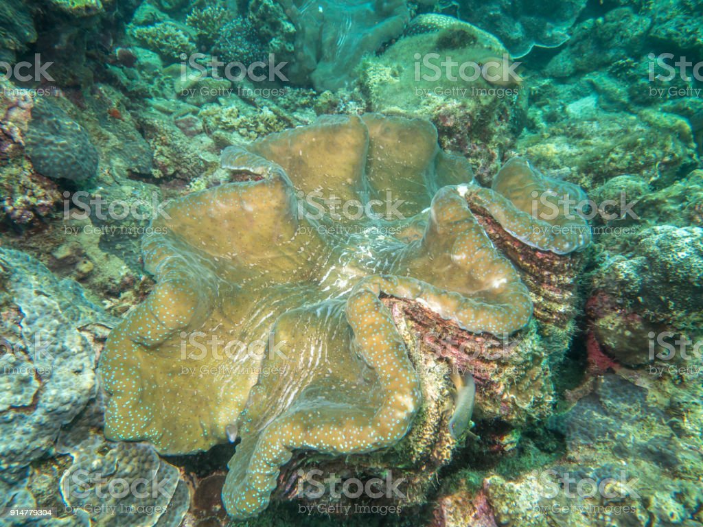 Detail Kerang Laut Besar Nomer 53