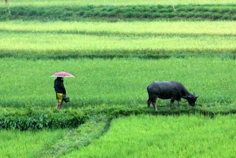 Detail Kerbau Di Sawah Nomer 25