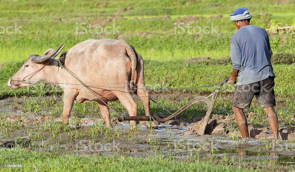 Detail Kerbau Di Sawah Nomer 29