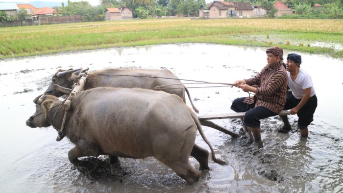 Detail Kerbau Di Sawah Nomer 38