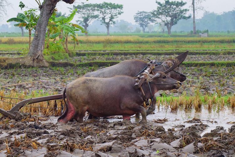 Detail Kerbau Di Sawah Nomer 46