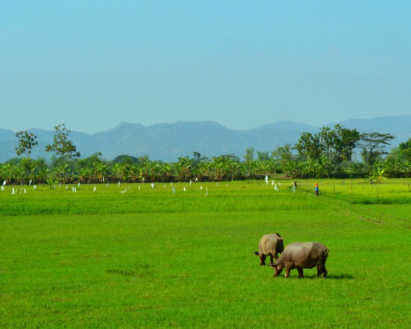 Detail Kerbau Di Sawah Nomer 47