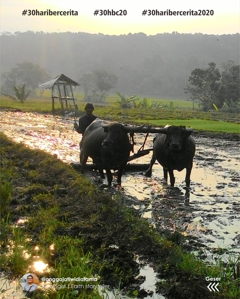 Detail Kerbau Di Sawah Nomer 48