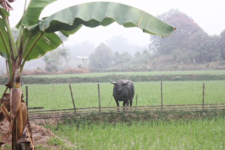 Detail Kerbau Di Sawah Nomer 7