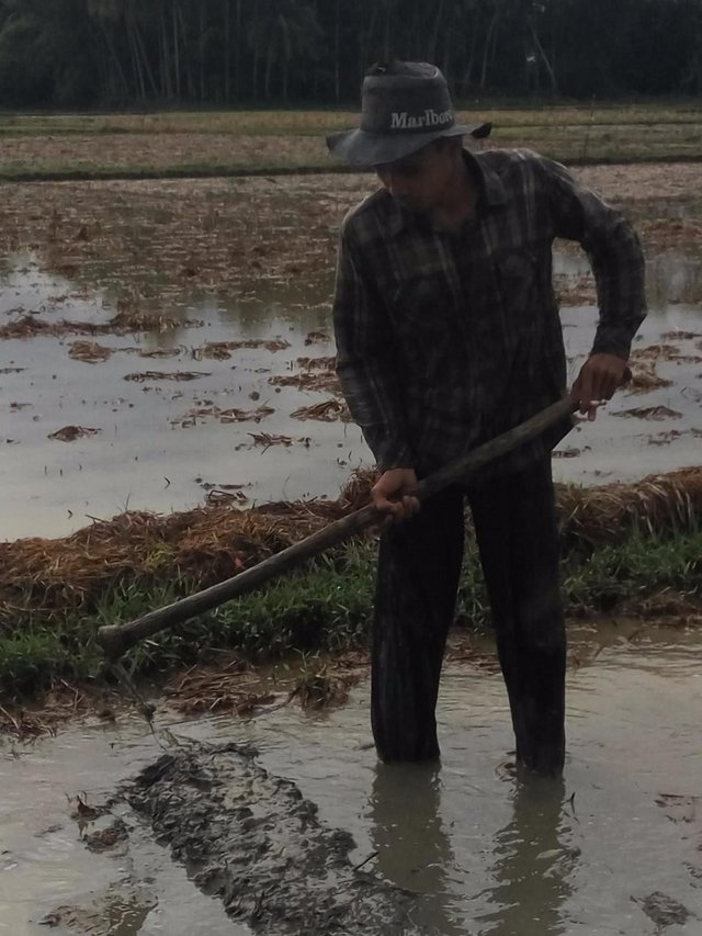 Kerja Di Sawah - KibrisPDR