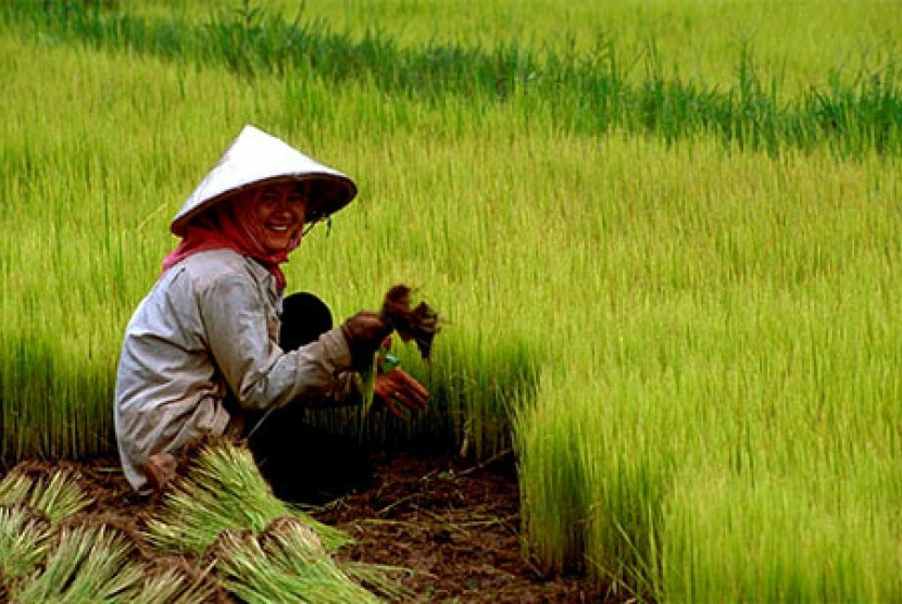 Detail Kerja Di Sawah Nomer 18