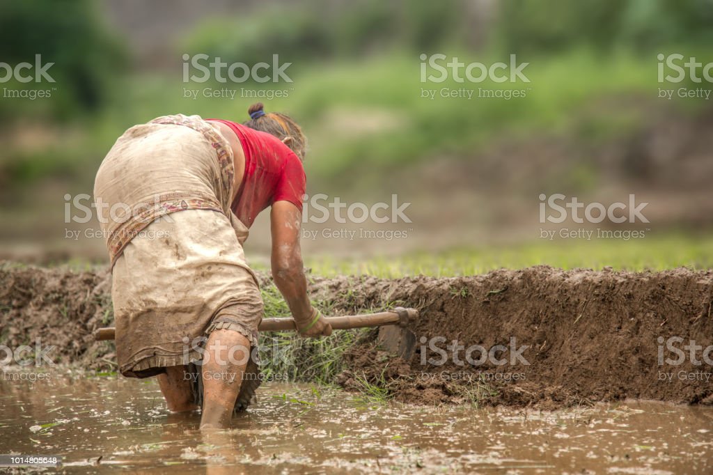 Detail Kerja Di Sawah Nomer 22