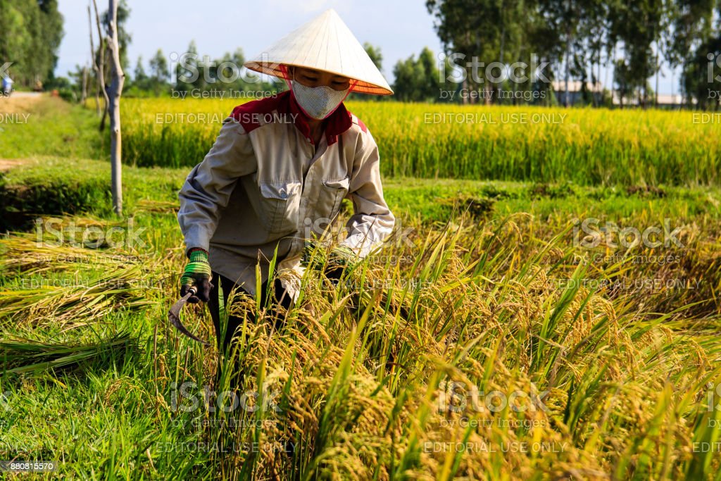 Detail Kerja Di Sawah Nomer 25