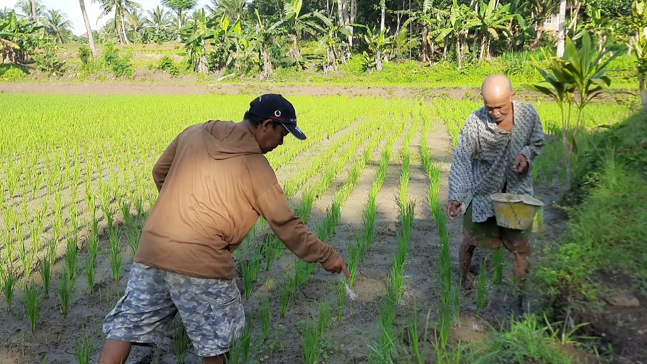 Detail Kerja Di Sawah Nomer 29