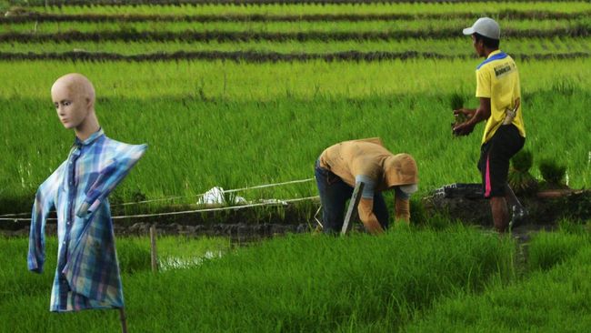 Detail Kerja Di Sawah Nomer 30