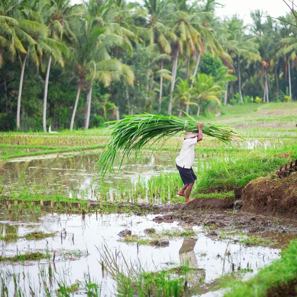 Detail Kerja Di Sawah Nomer 2