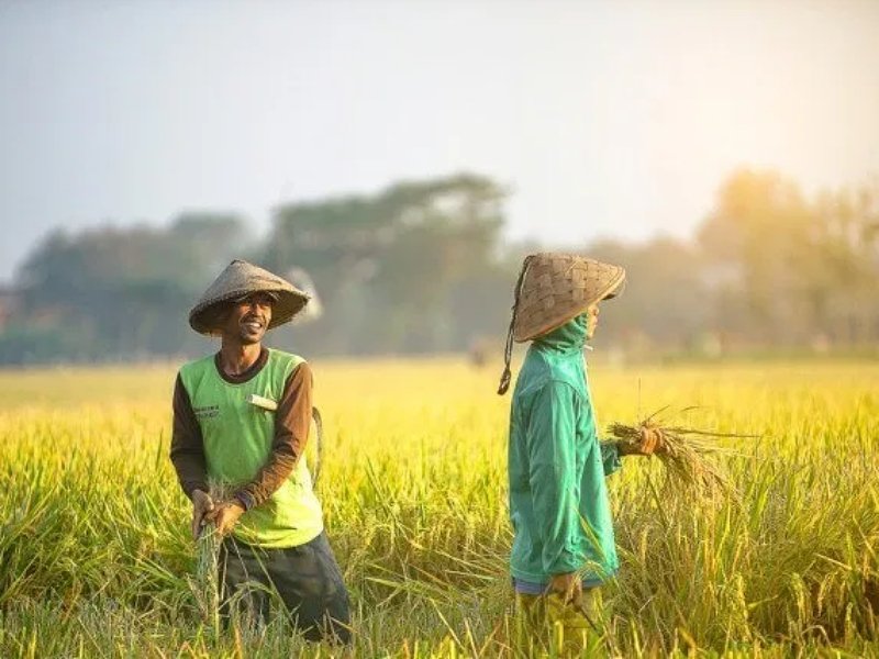 Detail Kerja Di Sawah Nomer 36