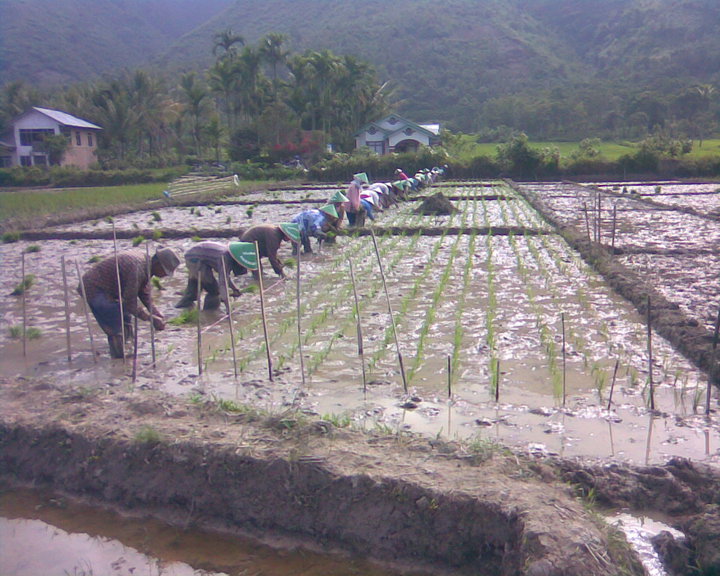 Detail Kerja Di Sawah Nomer 38