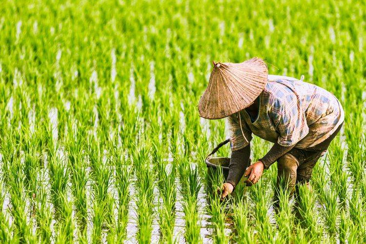 Detail Kerja Di Sawah Nomer 39