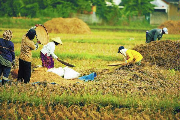 Detail Kerja Di Sawah Nomer 3