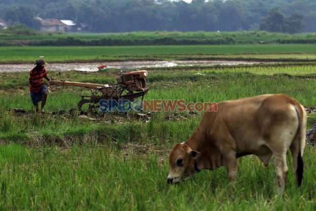 Detail Kerja Di Sawah Nomer 43