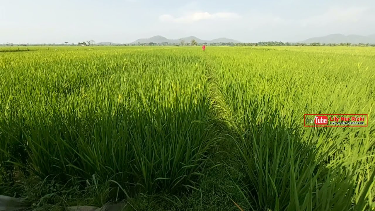 Detail Kerja Di Sawah Nomer 47