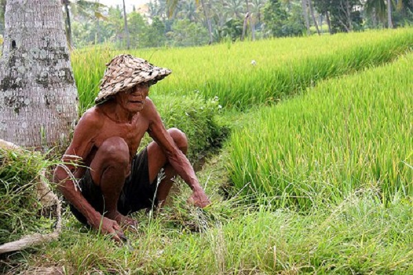 Detail Kerja Di Sawah Nomer 4