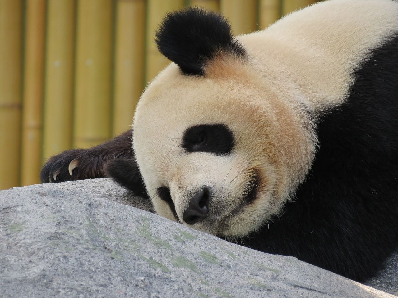 Detail Keterangan Tentang Panda Dan Gambar Nomer 17