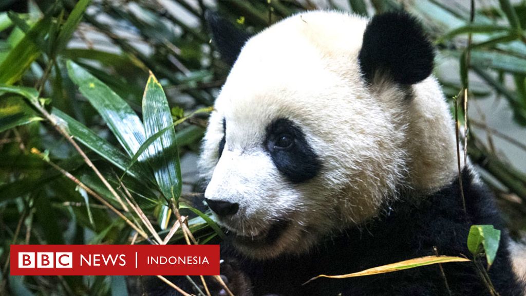 Detail Keterangan Tentang Panda Dan Gambar Nomer 22