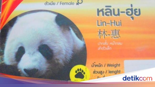 Detail Keterangan Tentang Panda Dan Gambar Nomer 30