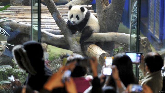 Detail Keterangan Tentang Panda Dan Gambar Nomer 31