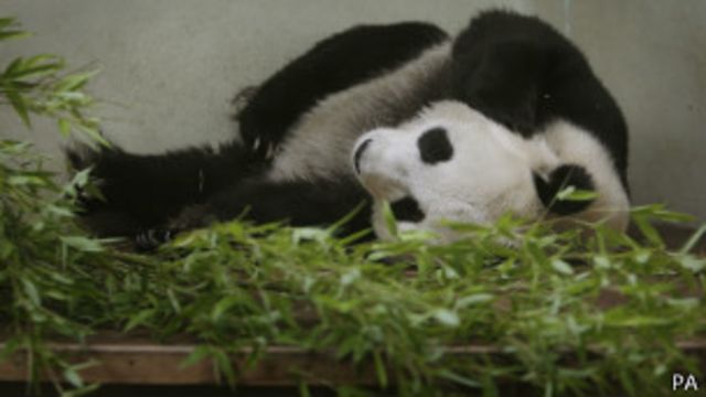 Detail Keterangan Tentang Panda Dan Gambar Nomer 32