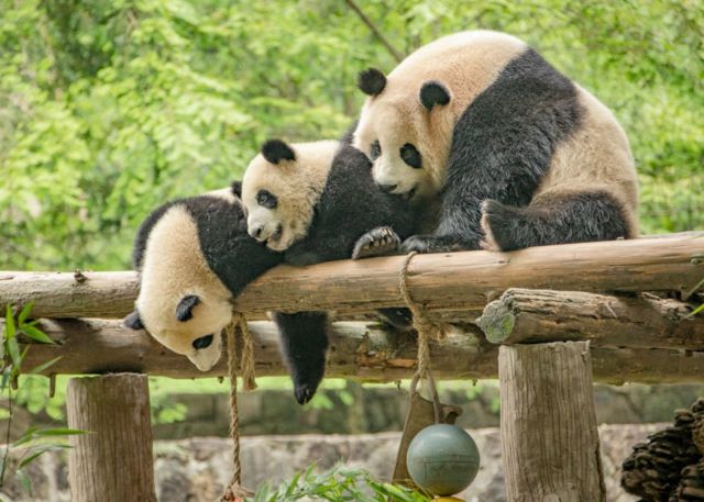 Detail Keterangan Tentang Panda Dan Gambar Nomer 45
