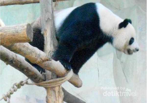 Detail Keterangan Tentang Panda Dan Gambar Nomer 47