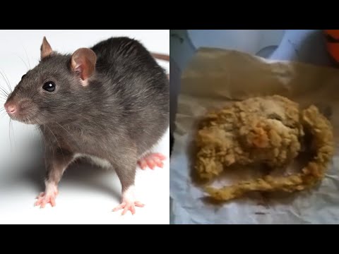 Detail Kfc Fried Rat Meme Nomer 33
