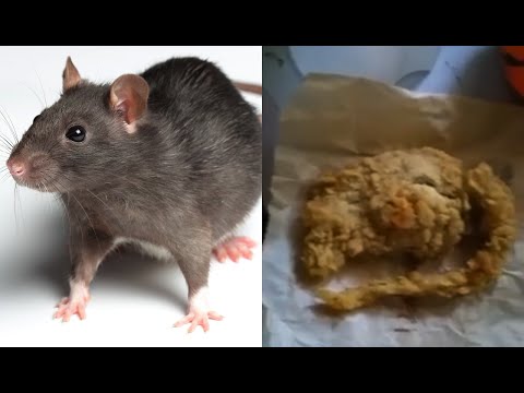 Detail Kfc Mouse Trap Meme Nomer 9