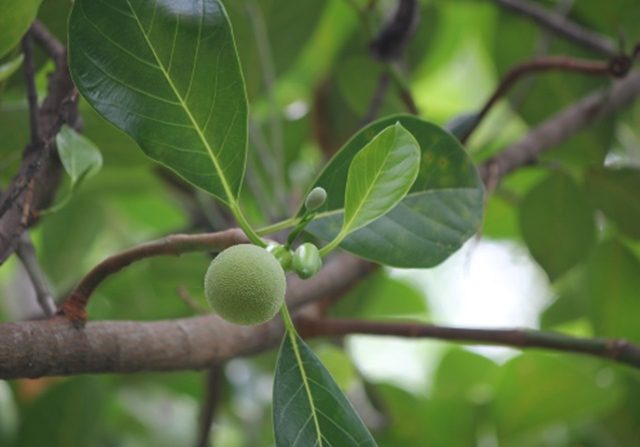 Detail Khasiat Daun Nangka Kuning Nomer 20