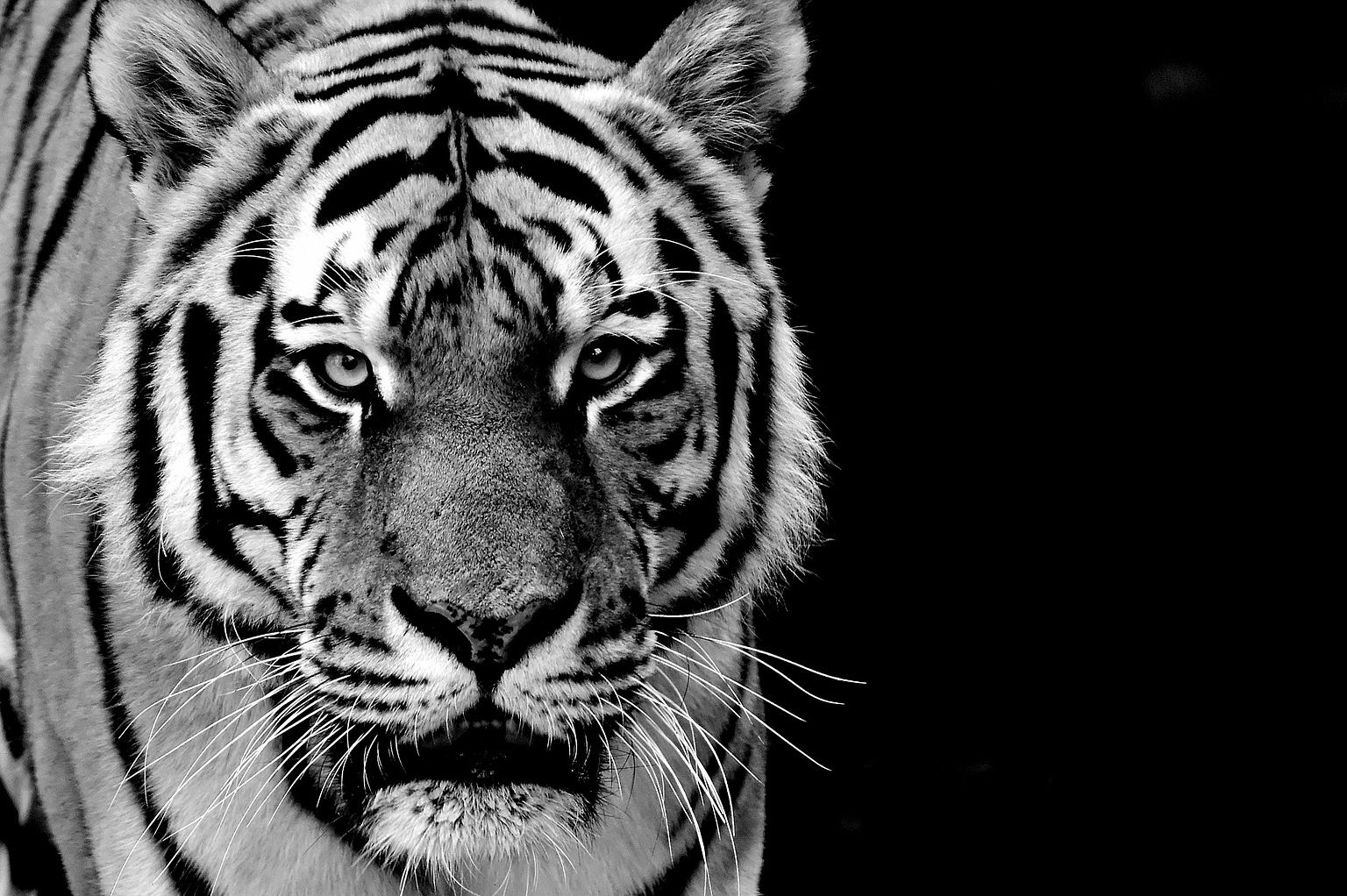 Detail Khodam Gambar Harimau Putih Nomer 28