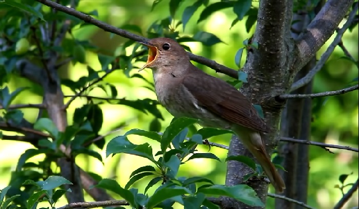 Detail Kicau Burung Bernyanyi Nomer 15