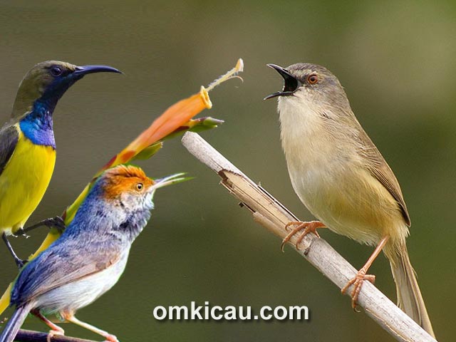 Detail Kicau Burung Bernyanyi Nomer 9