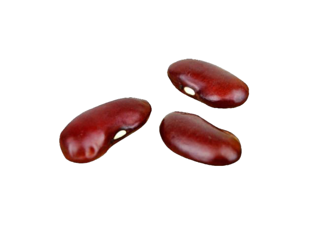 Detail Kidney Bean Clipart Nomer 20
