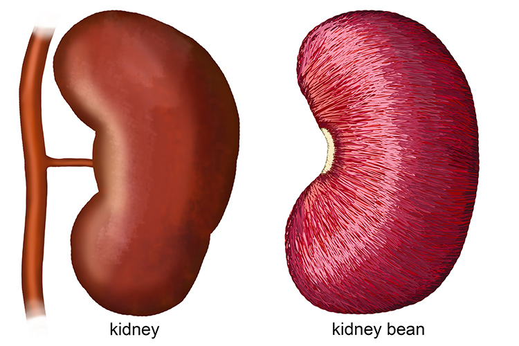 Detail Kidney Bean Image Nomer 26