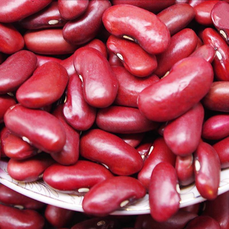 Detail Kidney Bean Image Nomer 41