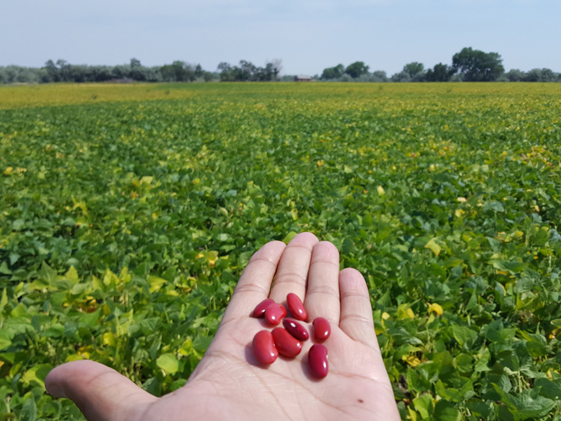 Detail Kidney Beans Images Nomer 27