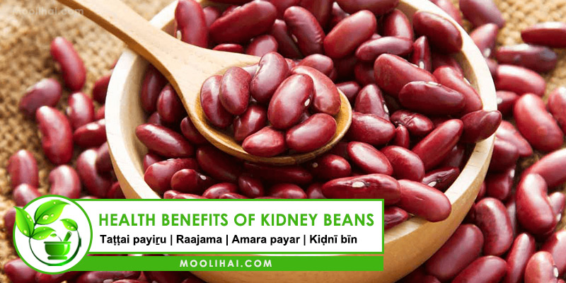 Detail Kidney Beans Images Nomer 51