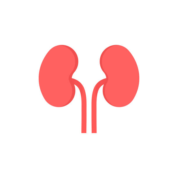 Kidney Clipart - KibrisPDR