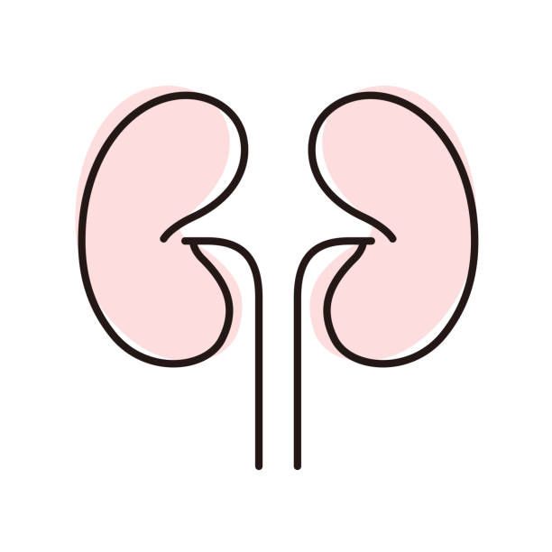 Detail Kidney Clipart Nomer 2